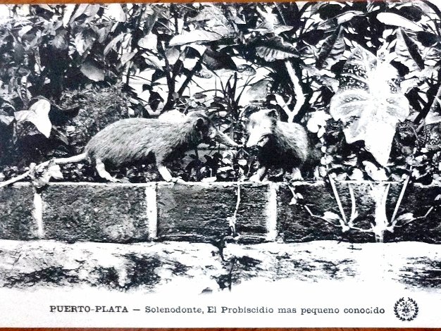 Solenodonte Black and white post card with an indigenous animal called Selodenon of the Island of Hispaniola. Dimension is 3.5 by...