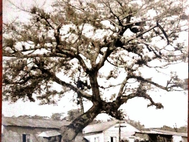 Ceiba de Colon Black and white post card with the historical tree called La Ceiba de Colon, was the tree where he tied his ships....